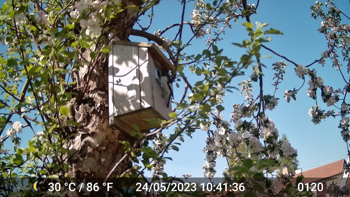 European Pied Flycatcher - ML616975797