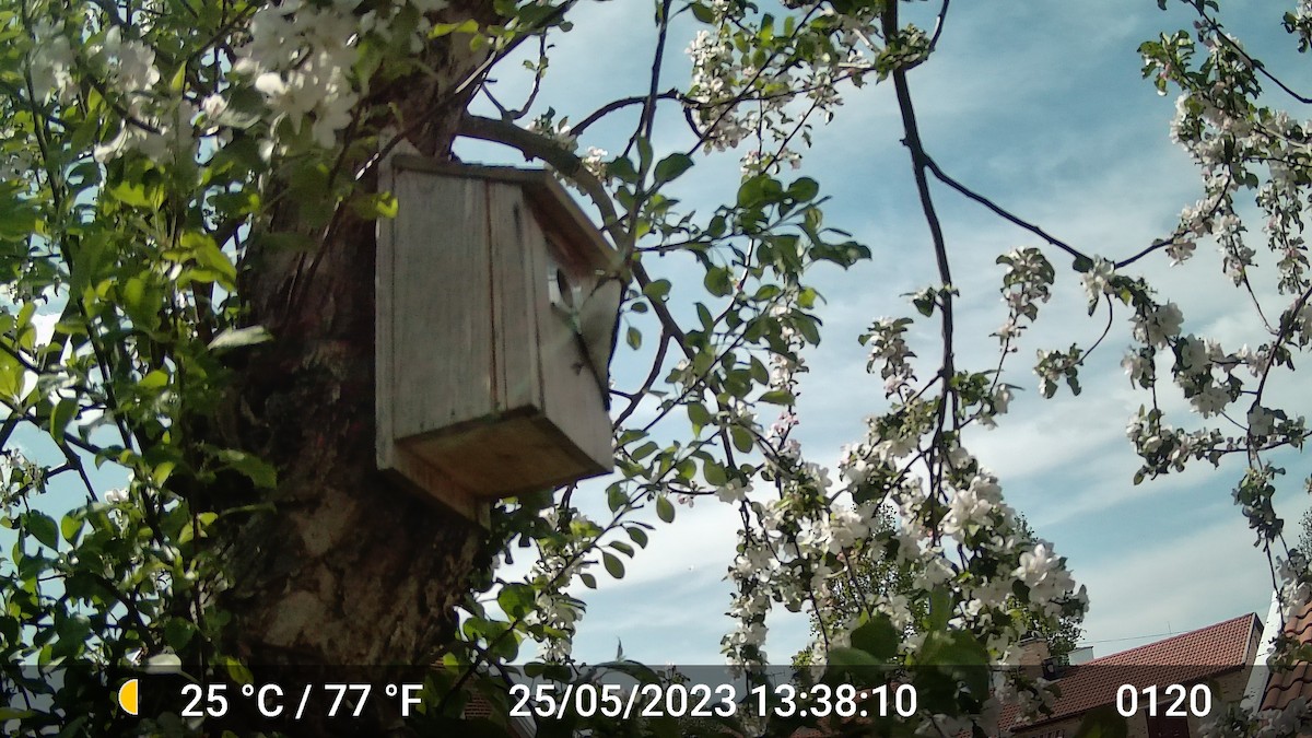 European Pied Flycatcher - ML616975798