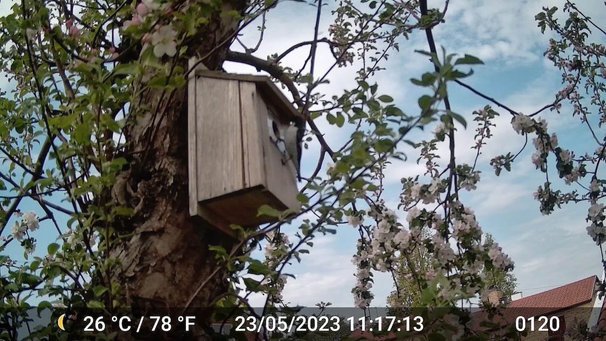 European Pied Flycatcher - ML616975799