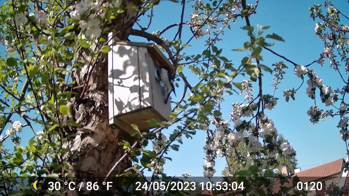 European Pied Flycatcher - ML616975800