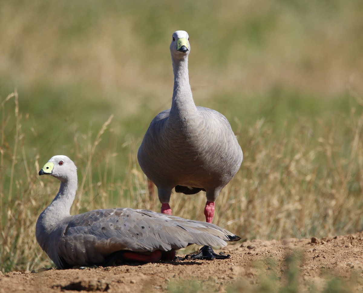 Cape Barren Goose - Ian Bradshaw