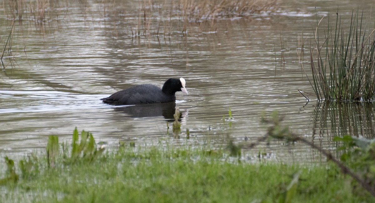 Eurasian Coot - ML616975850