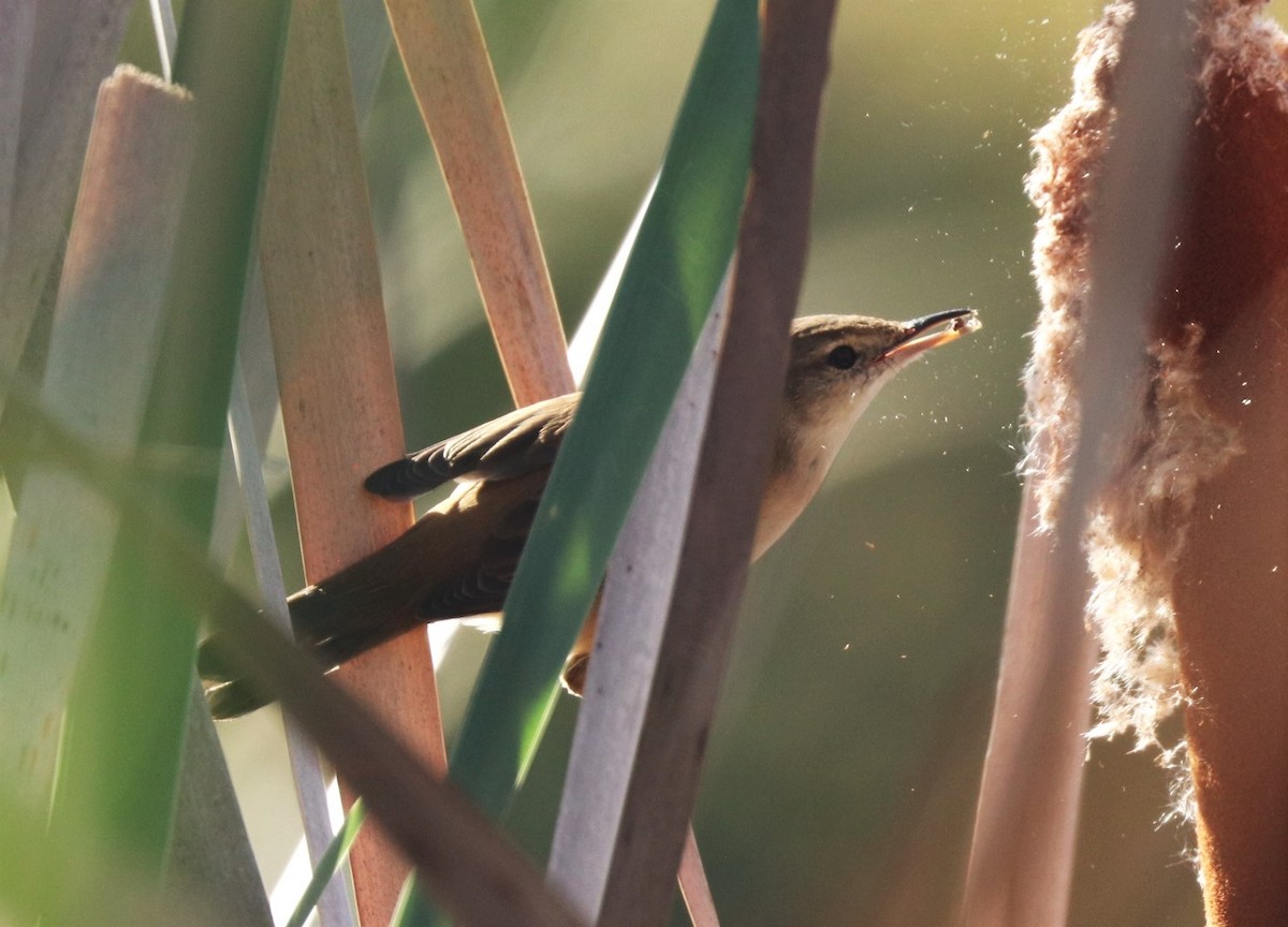 Australian Reed Warbler - ML616975867