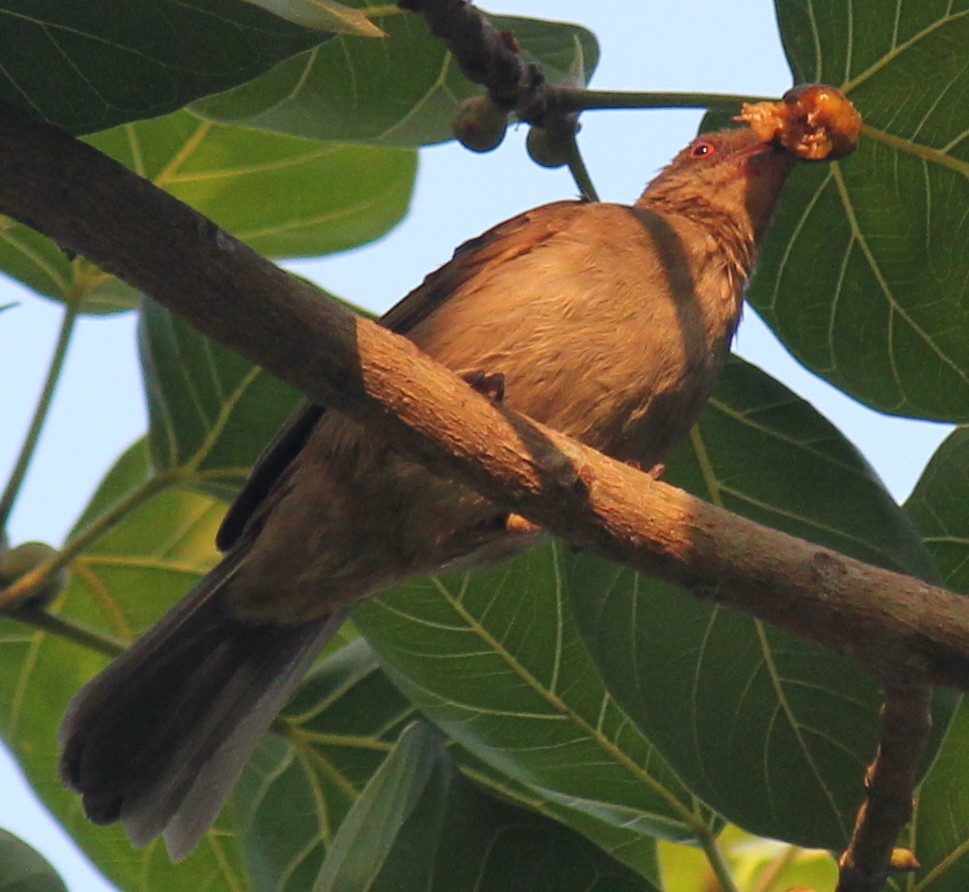 Red-eyed Bulbul - ML616975901