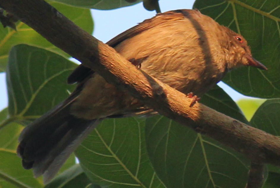 Red-eyed Bulbul - ML616975904