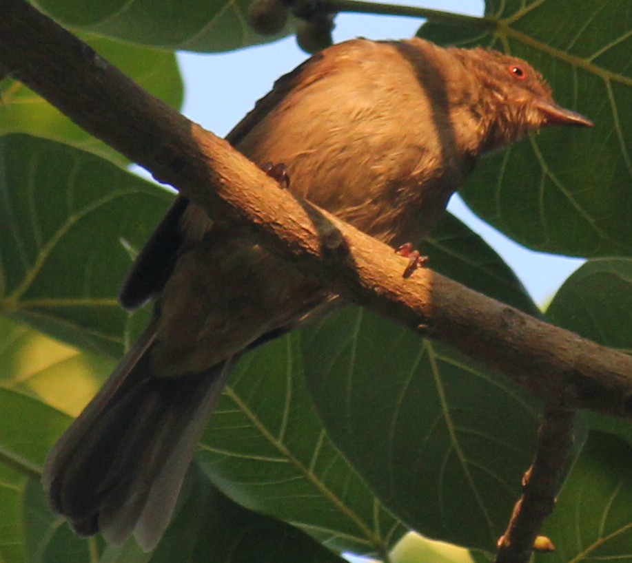 Red-eyed Bulbul - ML616975905