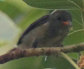 Scarlet-backed Flowerpecker - ML616975921