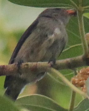 Scarlet-backed Flowerpecker - ML616975923