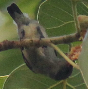 Scarlet-backed Flowerpecker - ML616975925