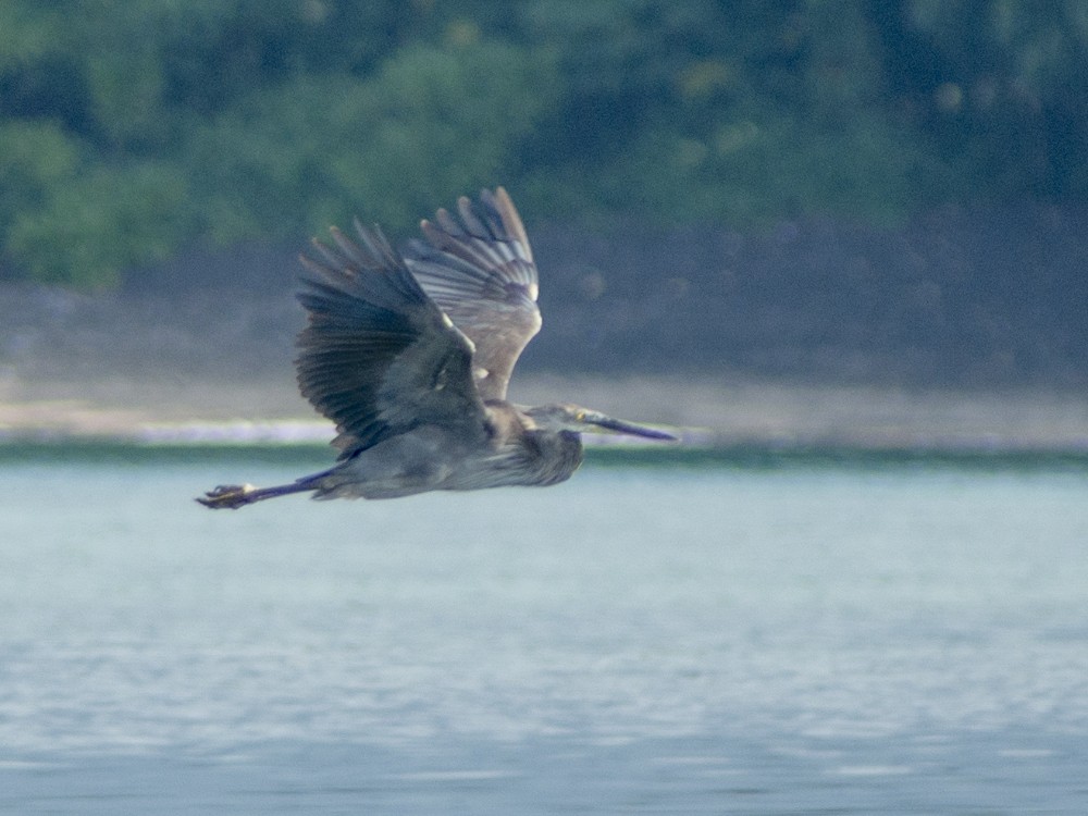 Great-billed Heron - ML616975985