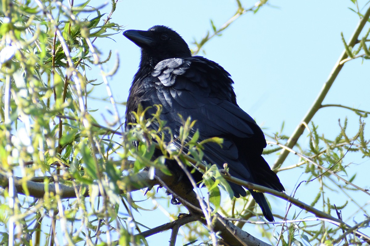 Carrion Crow - ML616976010