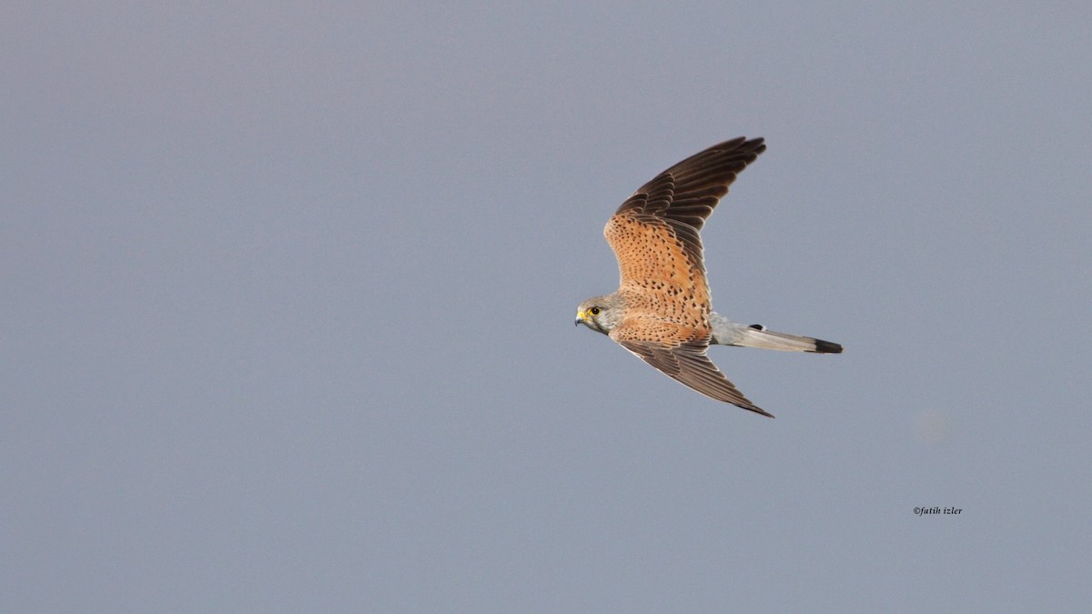 Eurasian Kestrel - ML616976011