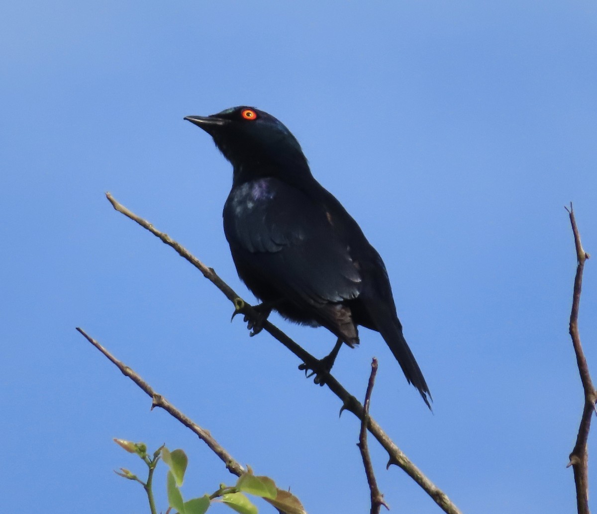 Black-bellied Starling - ML616976012