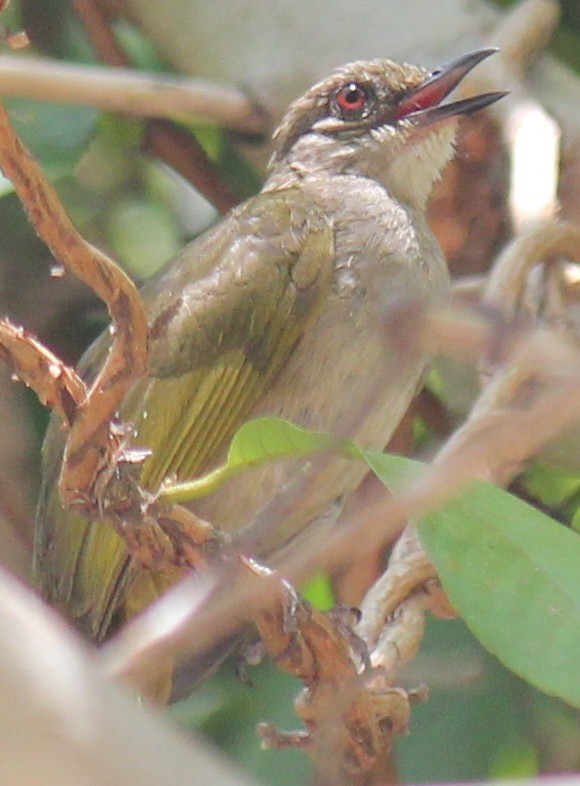 Olive-winged Bulbul - ML616976014