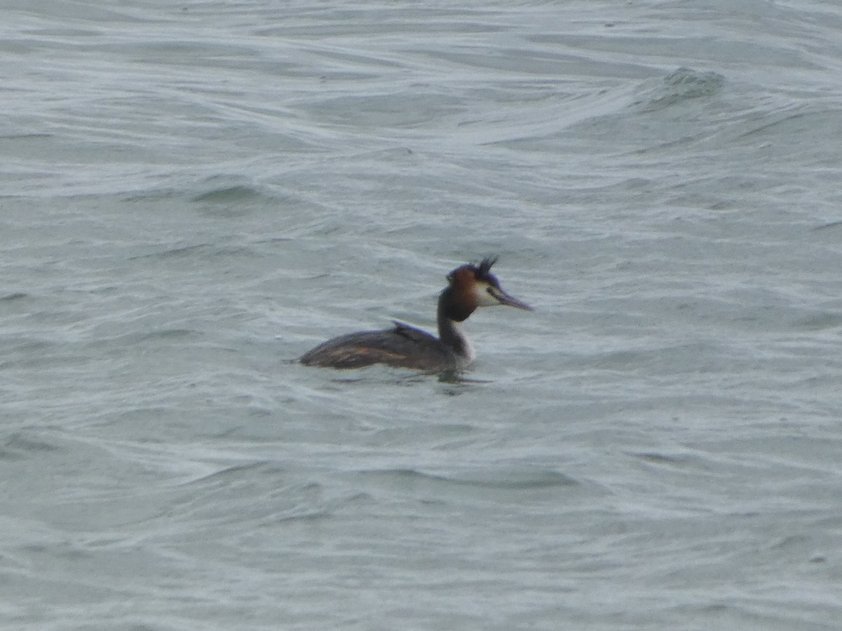 Great Crested Grebe - ML616976027