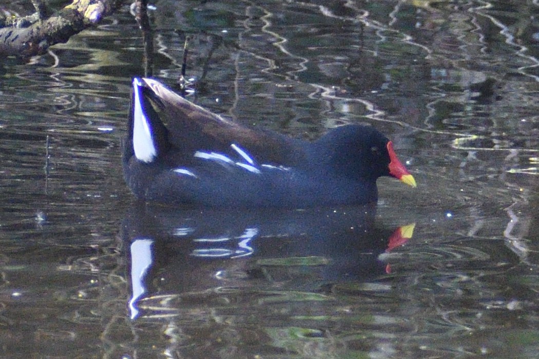 Eurasian Moorhen - ML616976029