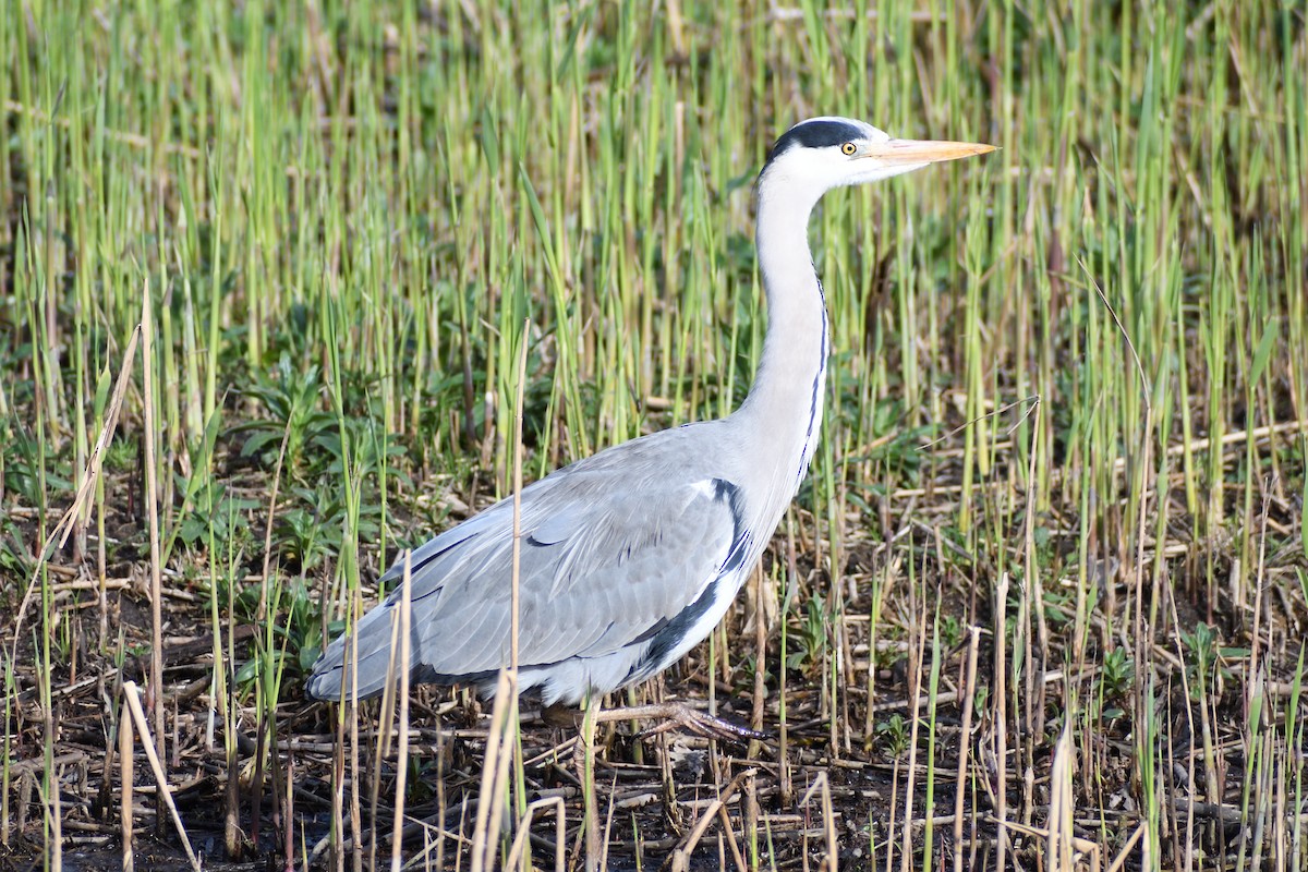 Gray Heron - ML616976035