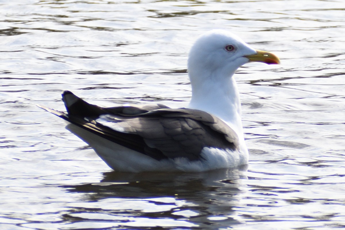 Lesser Black-backed Gull - ML616976045