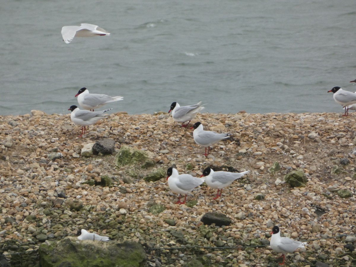 Gaviota Cabecinegra - ML616976046