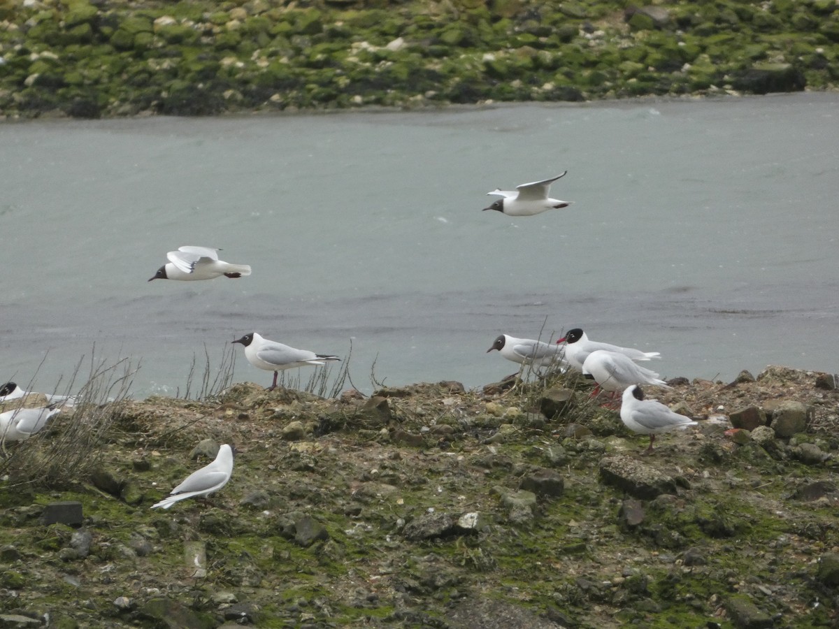 Mouette mélanocéphale - ML616976049