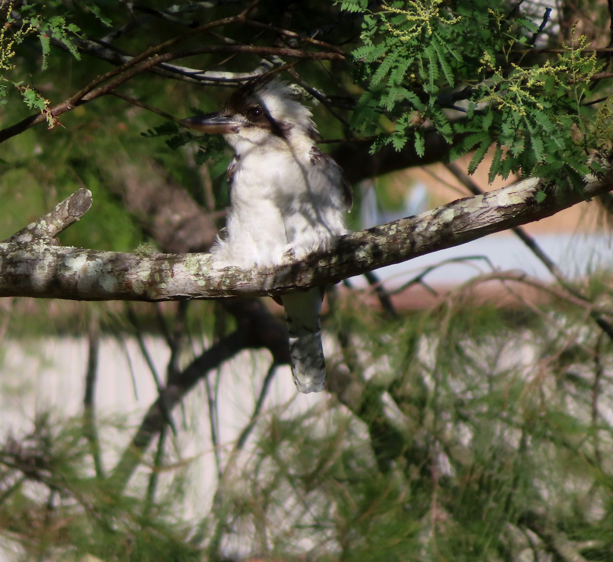 Laughing Kookaburra - Paul Dobbie