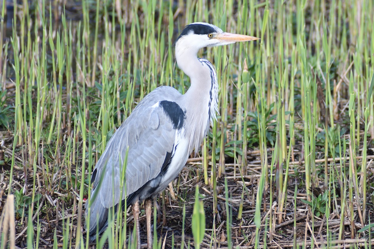 Gray Heron - ML616976052