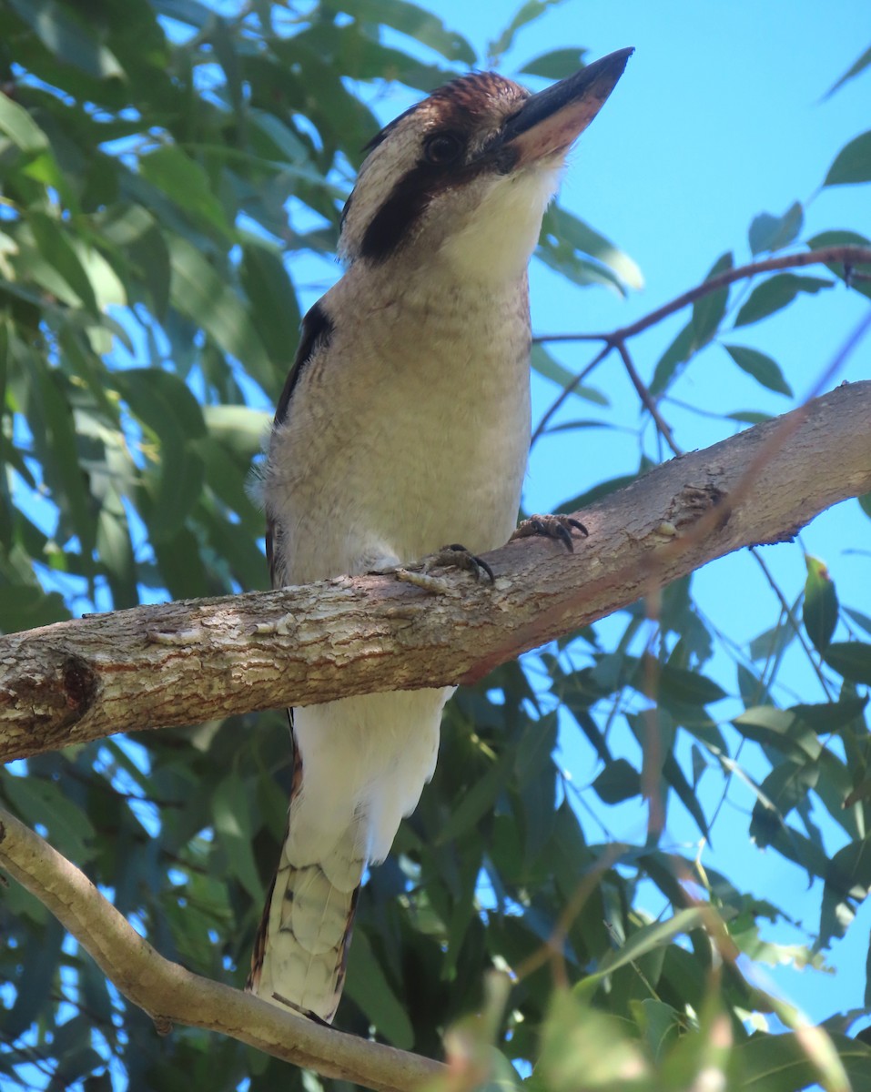 Laughing Kookaburra - Paul Dobbie