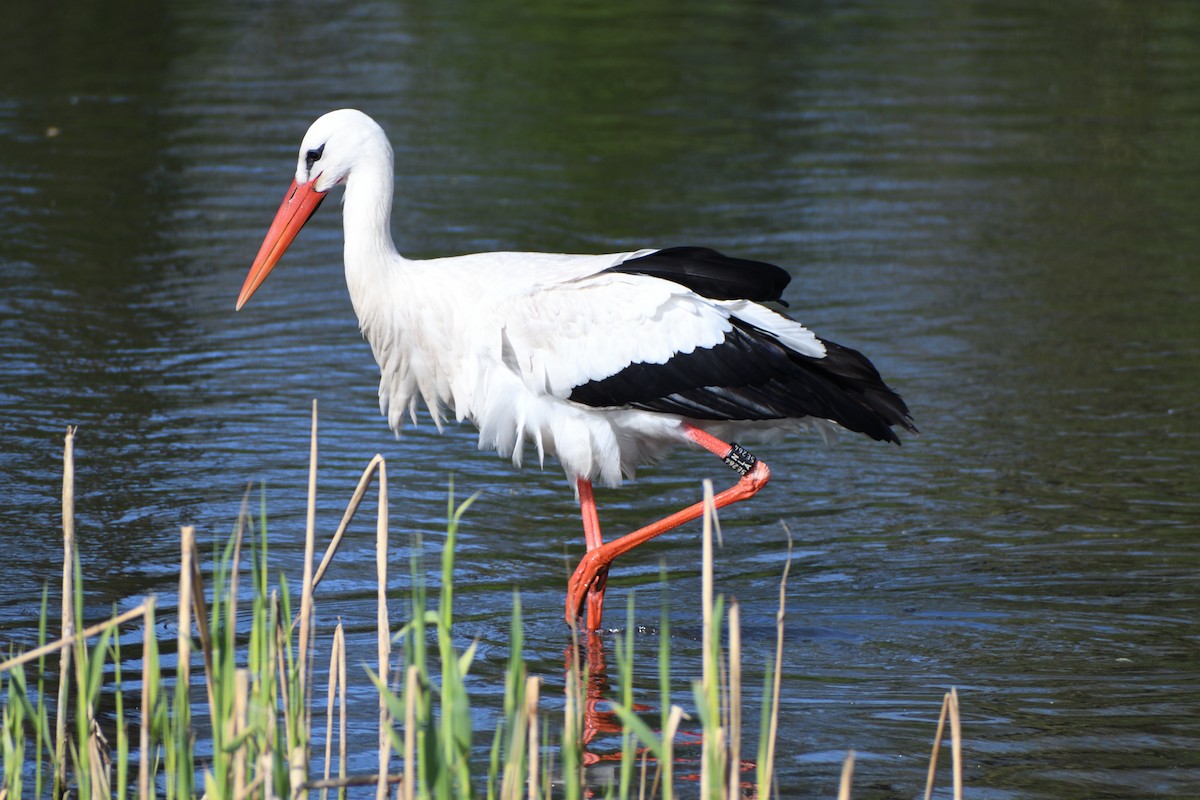 White Stork - ML616976063