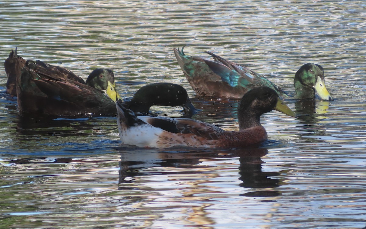 Mallard (Domestic type) - Paul Dobbie