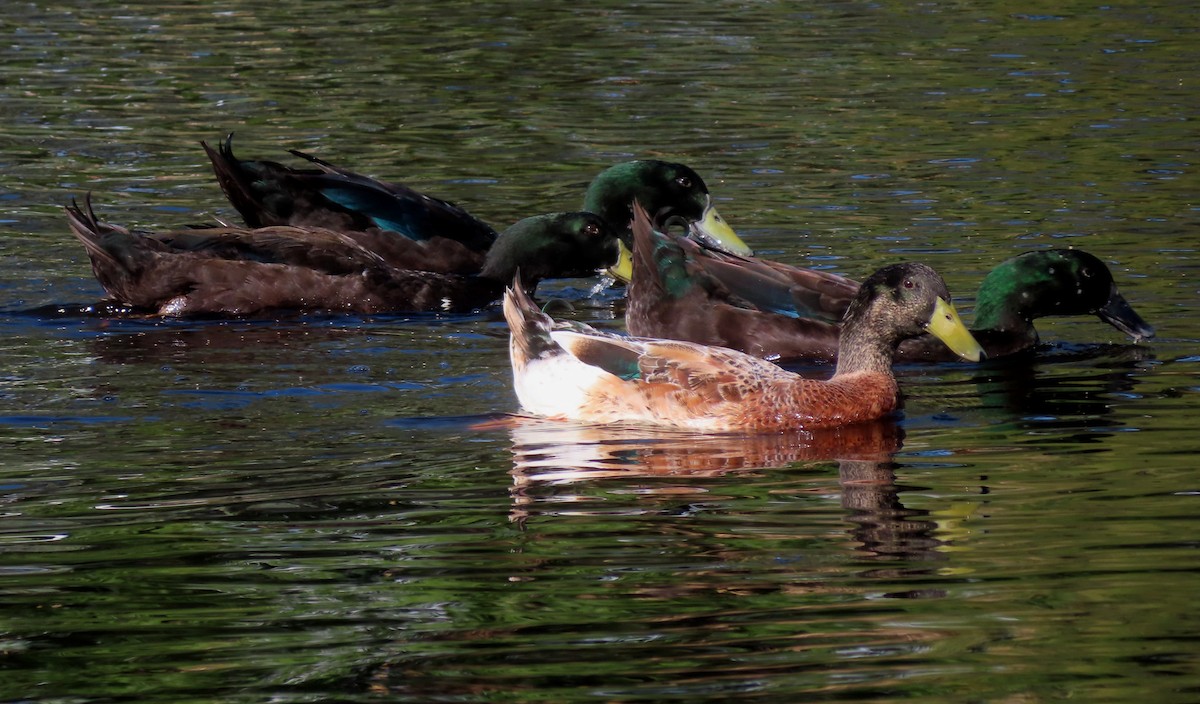 Mallard (Domestic type) - ML616976087