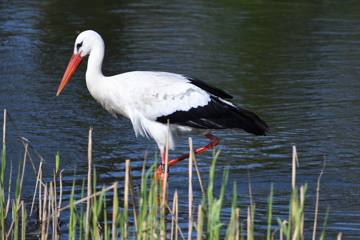 White Stork - ML616976090