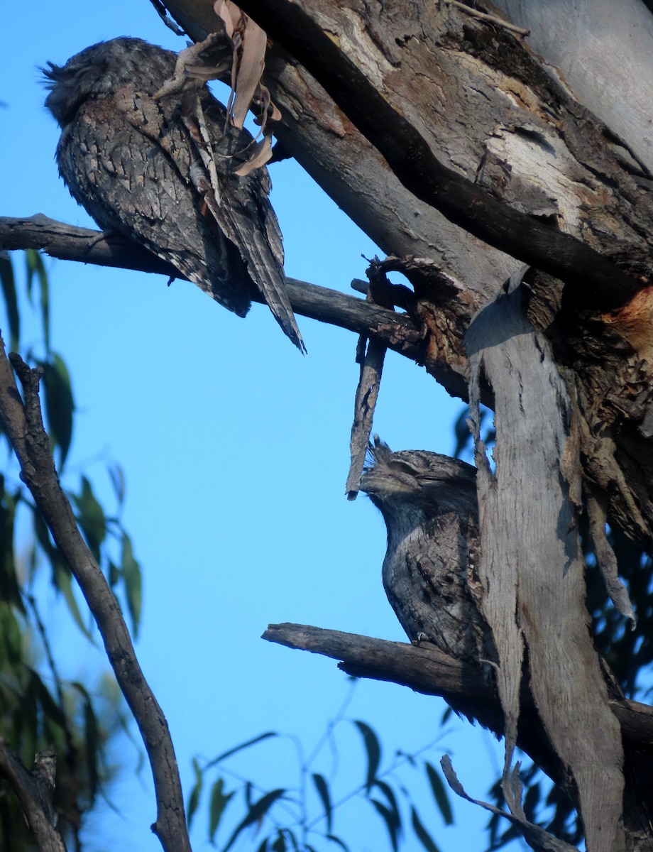 Tawny Frogmouth - Paul Dobbie