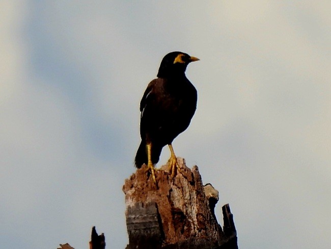 Common Myna - ML616976098