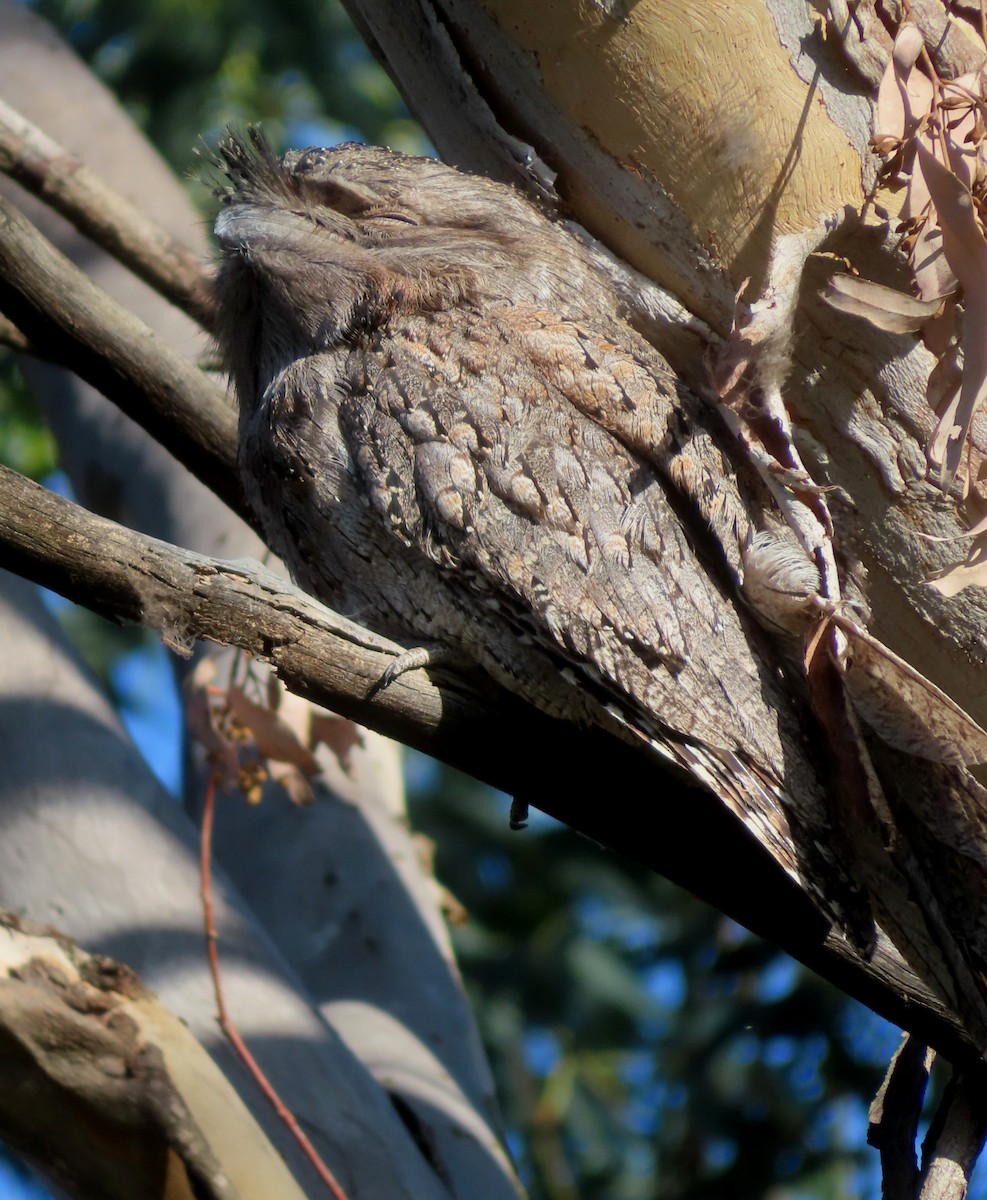 Tawny Frogmouth - Paul Dobbie