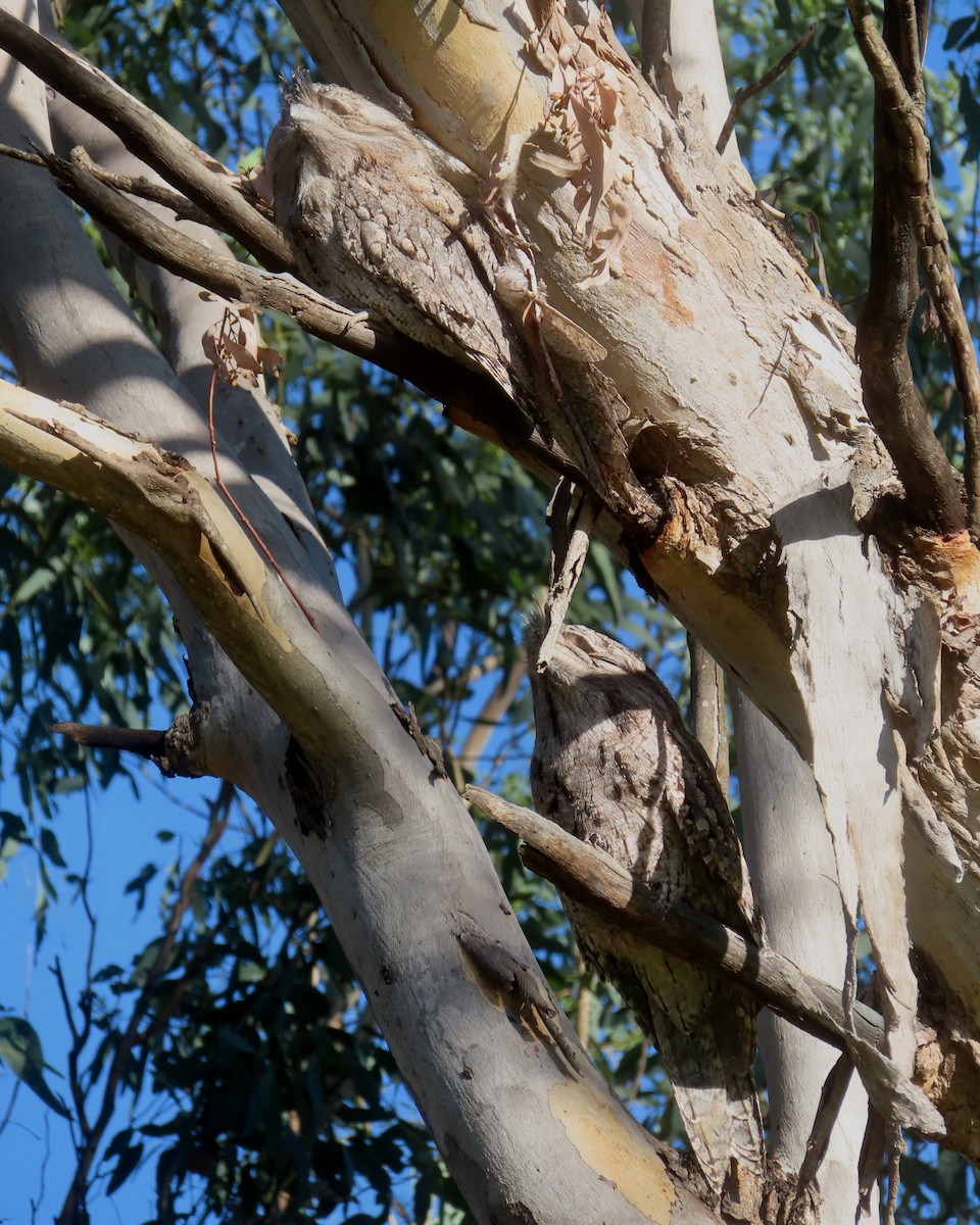 Tawny Frogmouth - Paul Dobbie