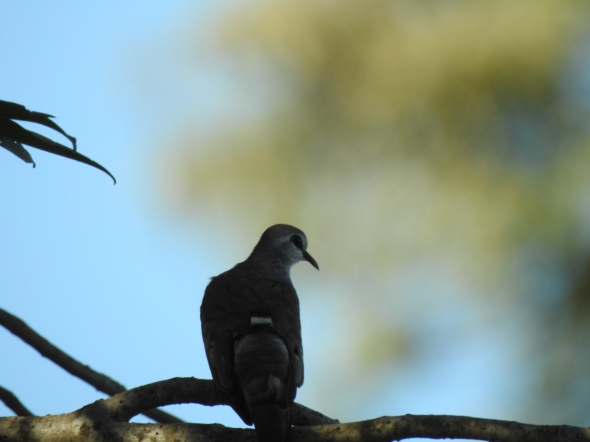 Namaqua Dove - ML616976204