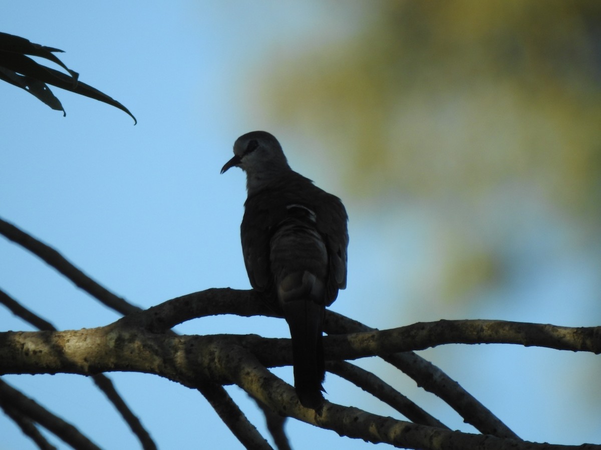 Namaqua Dove - ML616976205