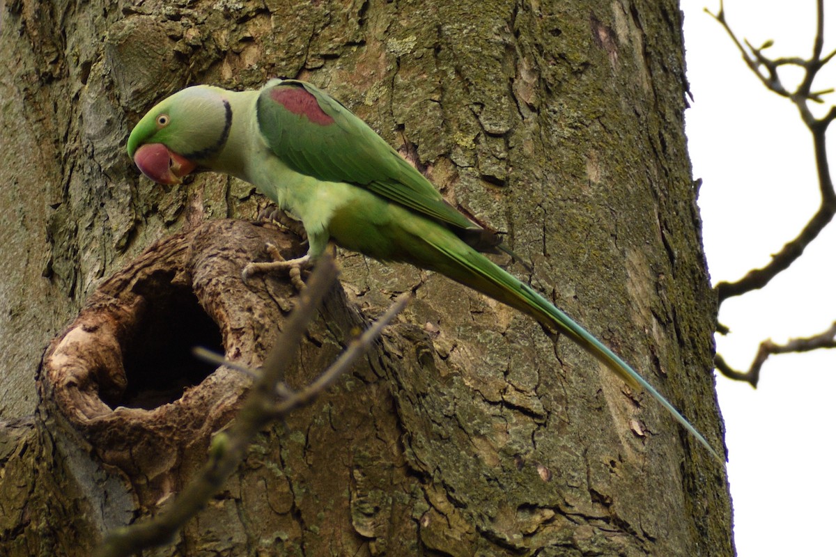 Alexandrine Parakeet - ML616976207