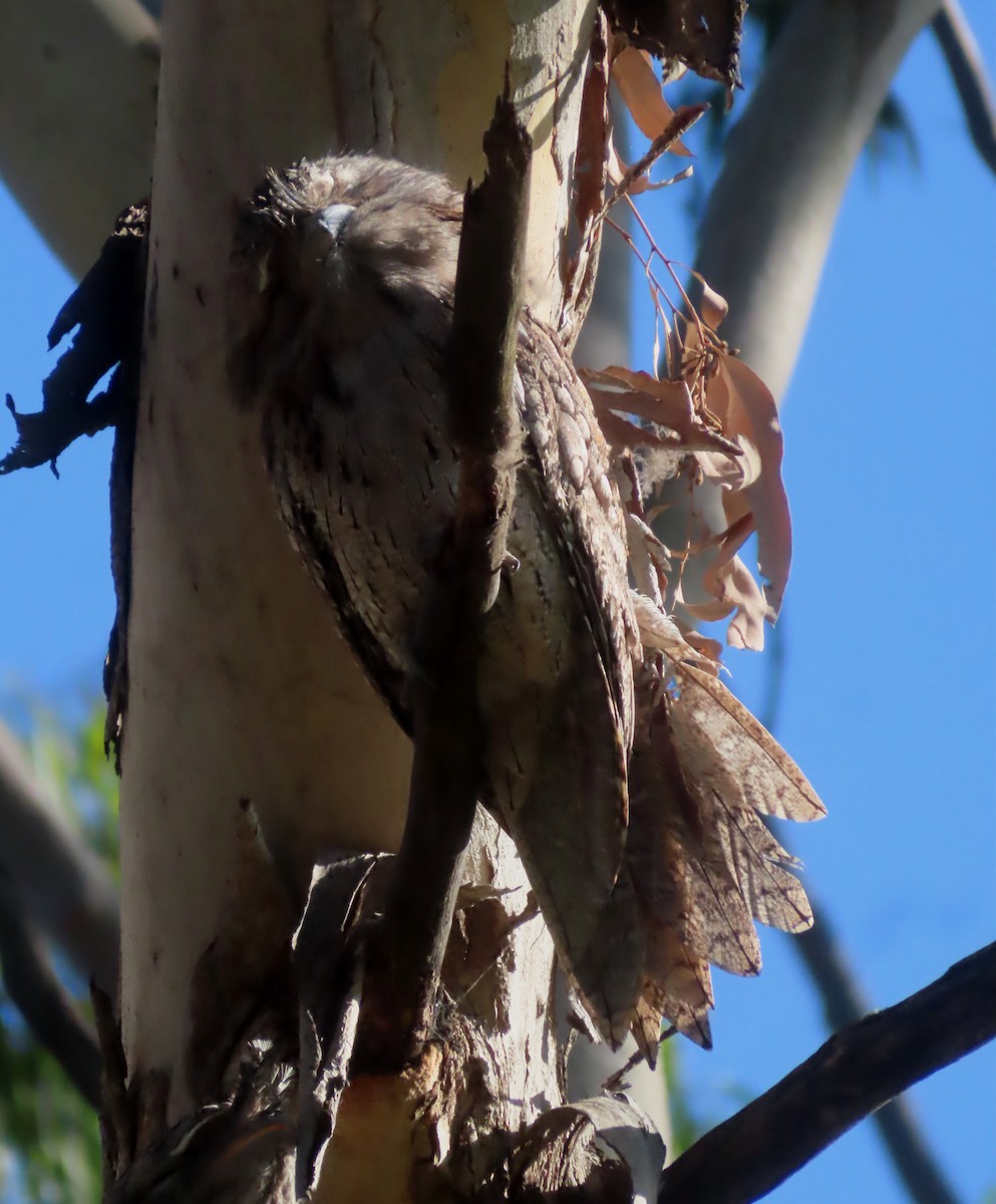 Tawny Frogmouth - Paul Dobbie