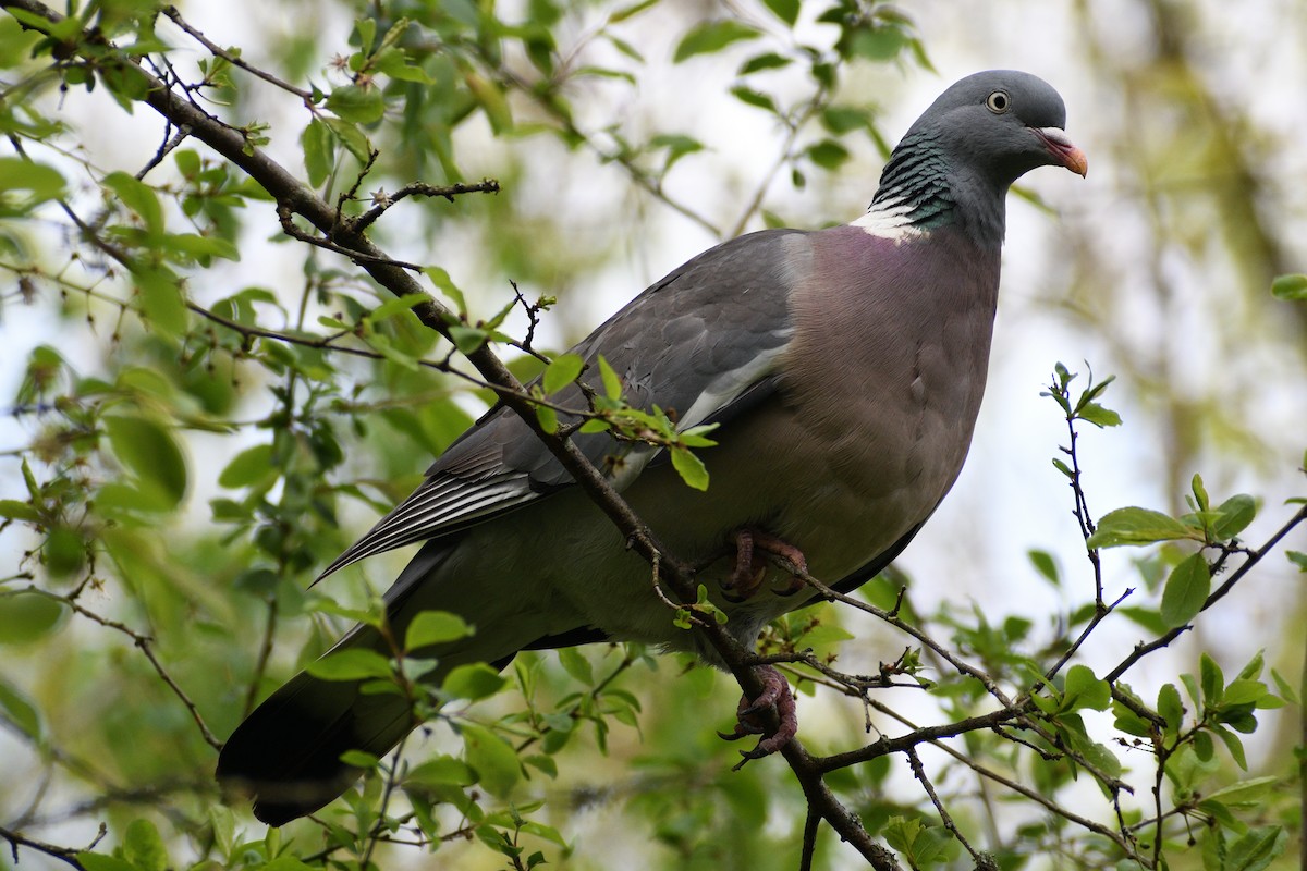 Common Wood-Pigeon - ML616976217