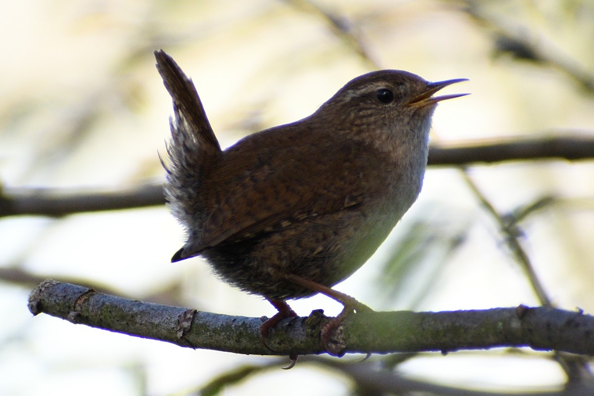 Eurasian Wren - ML616976224