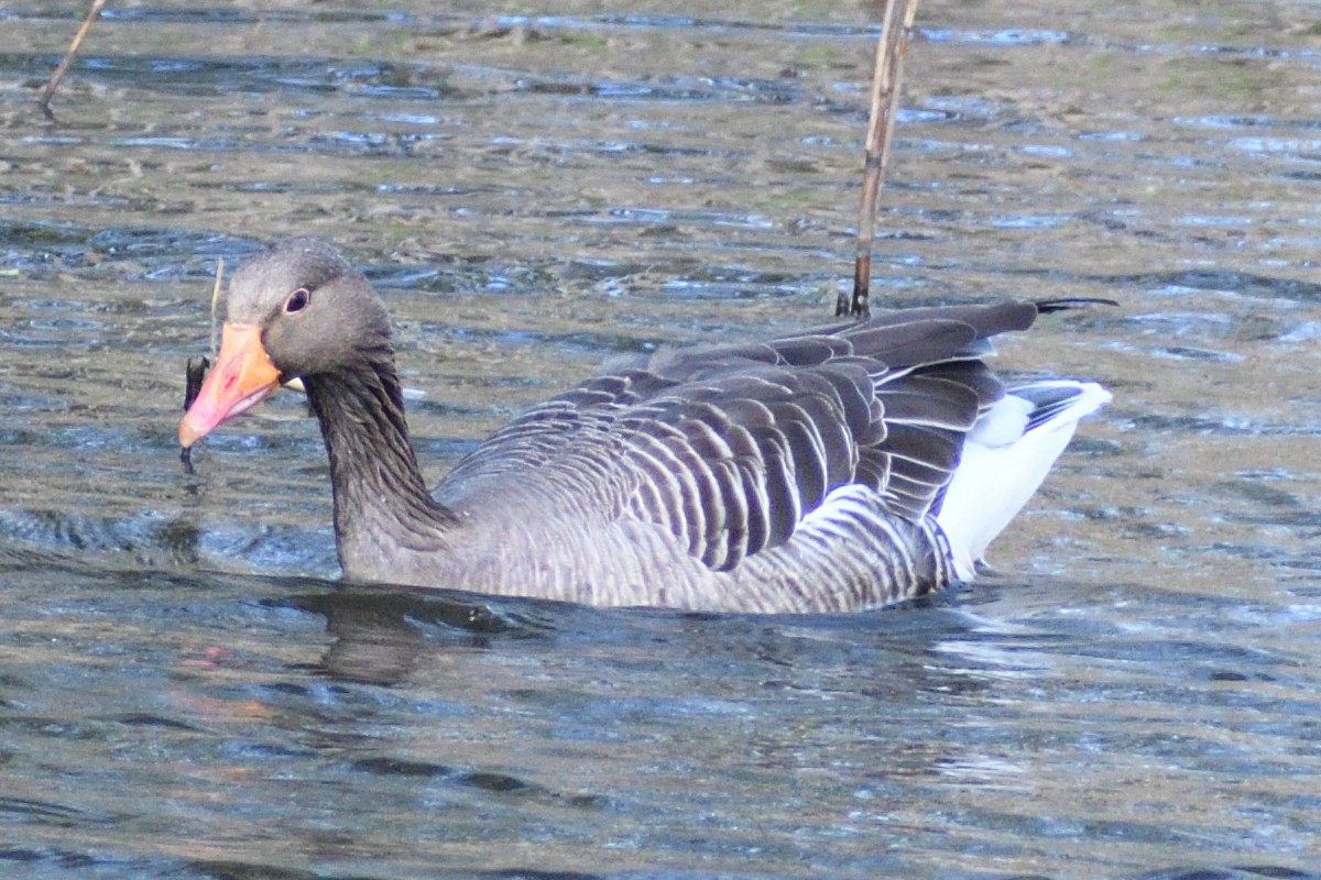 Graylag Goose - ML616976235