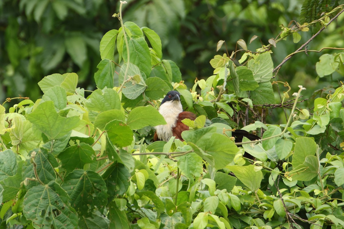 Coucal à nuque bleue - ML616976243