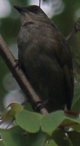 Olive-winged Bulbul - ML616976245