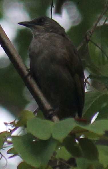 Olive-winged Bulbul - ML616976246