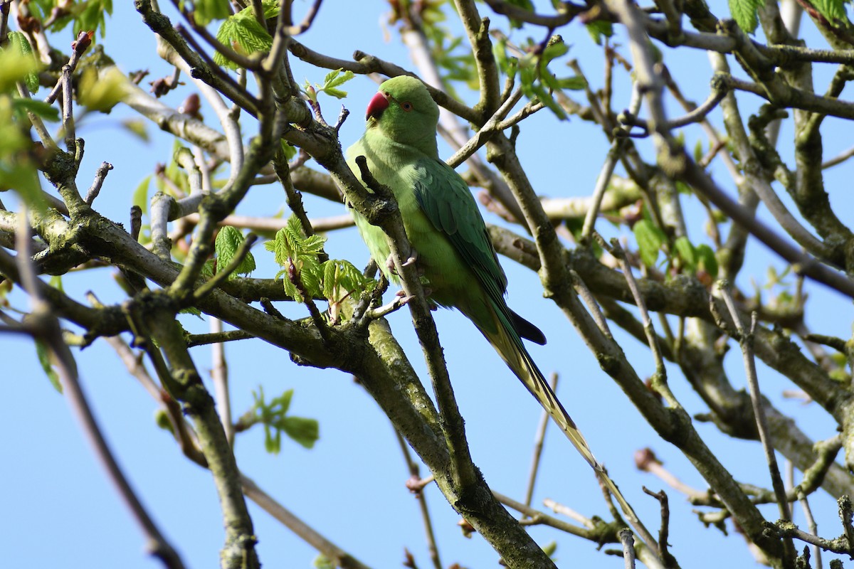 Rose-ringed Parakeet - ML616976265
