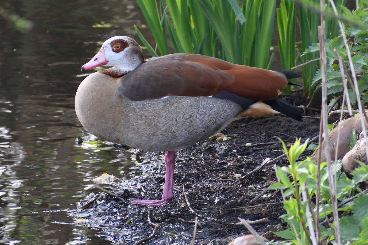 Egyptian Goose - ML616976277