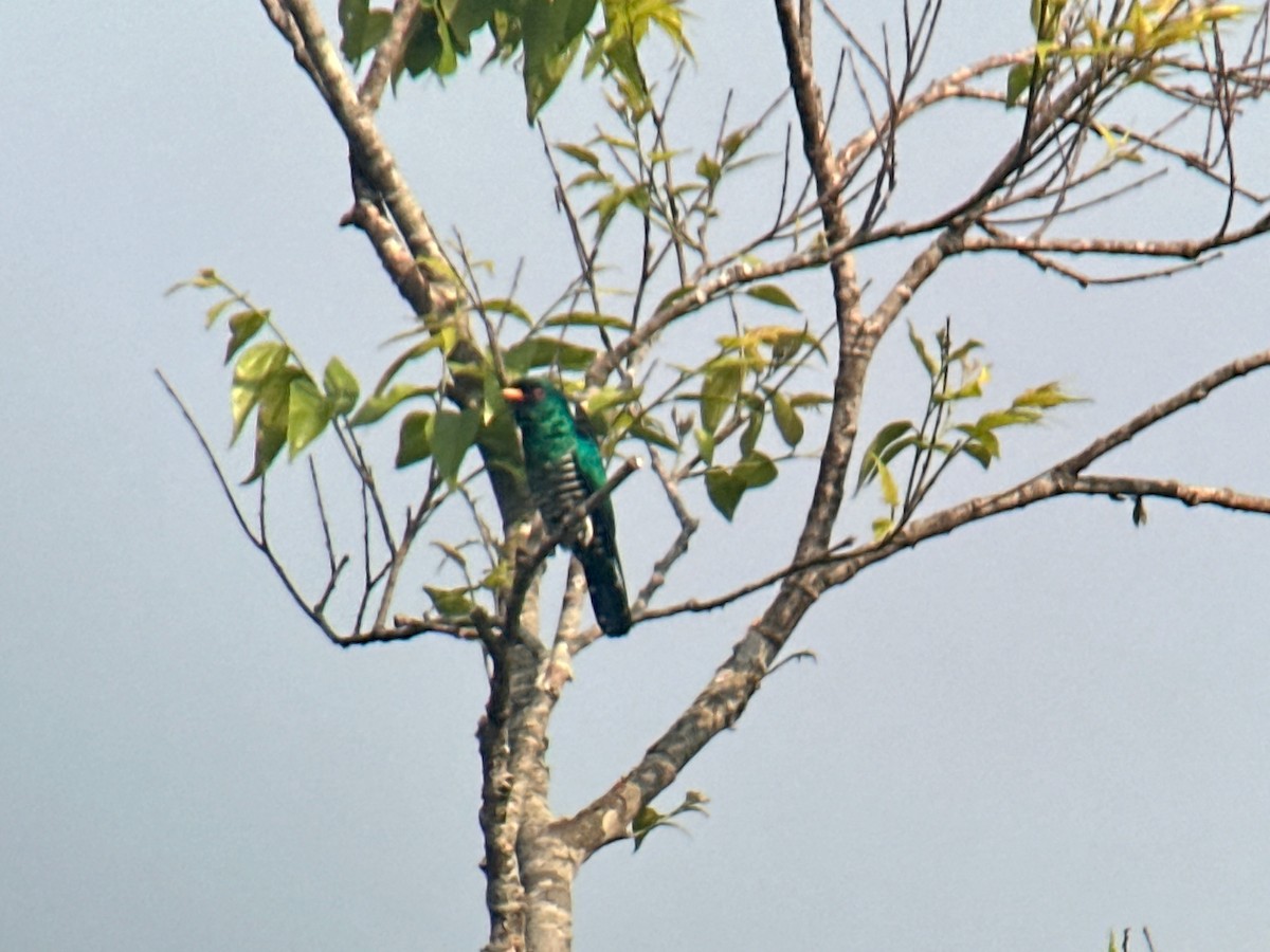 Asian Emerald Cuckoo - ML616976282
