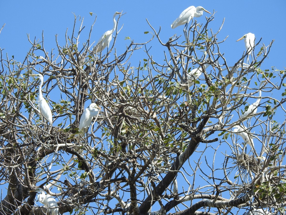 Western Cattle Egret - ML616976289