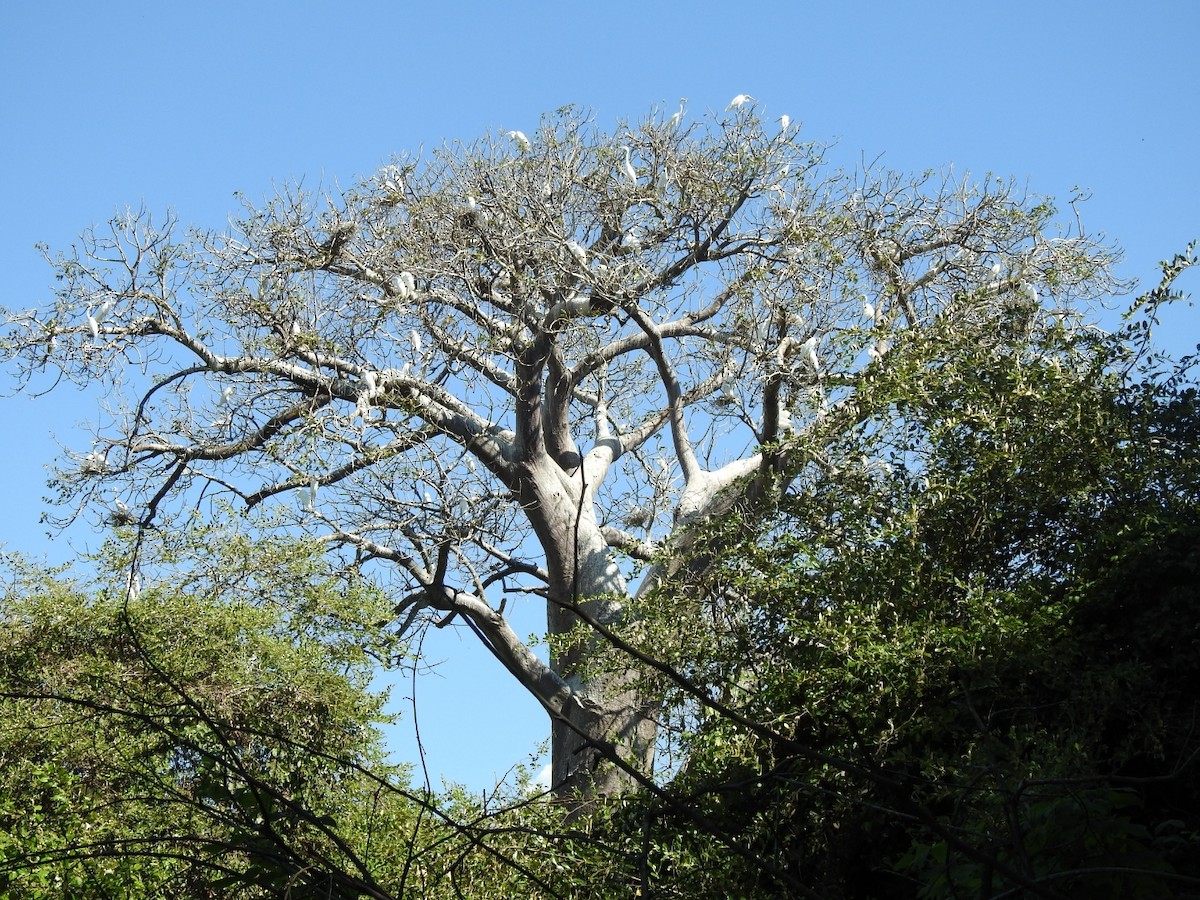 Western Cattle Egret - ML616976290